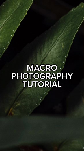 Mastering Macro Photography with Lume Cube Enhancements
