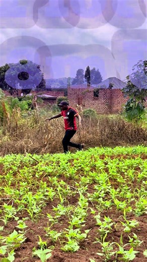 Find Your Dream Home: Houses for Rent and Sale in Uganda