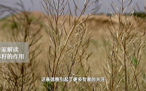 古墓中发掘出的神秘植物，竟有这样的用处！