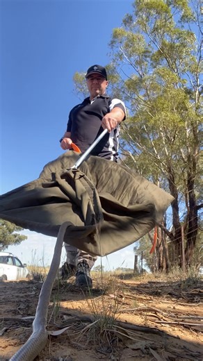 3.9K views · 46 reactions |  Riverina Snake Catcher – Springvale Called to Springvale for a brown snake. Thanks to the homeowner keeping an eye on it, we were able to safely relocate it back into its natural habitat—no one got hurt! ✅  Aidan – Riverina Snake Catcher Call 0408 334 829 for safe, professional snake removal in Wagga Wagga and surrounds.  Like and share to help others stay safe! | Riverina Snake Catcher | Facebook