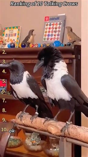 Crow Lover on Instagram: "Ranking of 10 Talking crows 🐦‍⬛ Follow @crow_worlds for more 📷 Video by januarytimilsina (DM for credit or removal/ No copyright intended. All rights are reserved & belong to their respective owners.) #Raven #RavenLove #Corvids #BirdsOfInstagram #WildlifePhotography #RavenLife #NatureLovers #RavenBird #BirdWatching #RavenBeauty #RavenFlight #BirdLovers #Corvidae #RavenPerfection #RavenWorld #WildBirds #RavensOfInstagram #RavenPhotography #RavenMagic #WildlifeLovers #B