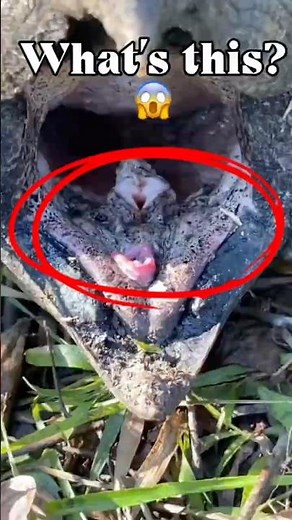 Why Does This Turtle Look Like A Dinosaur?! 😳