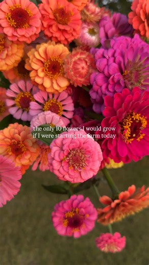 Red Deer Flower Farmer | Taylor Corrigal on Instagram: "One of the biggest mistakes I made when I started cut flower gardening was trying to grow too many things all at once. It’s overwhelming, expensive, and hard to make the space and remember individual requirements for everything. I think the best approach when you’re starting out is to grow 10 (or less) easier to grow flowers to build your confidence and experience! Here is what I would grow for my first year in my zone 3/4 climate: 🌸cosmos