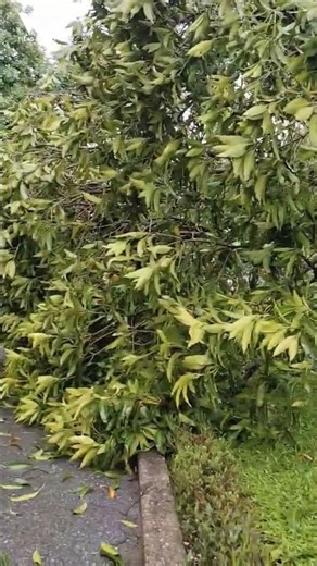 Trees fall after heavy rain, posing safety risks | VOV