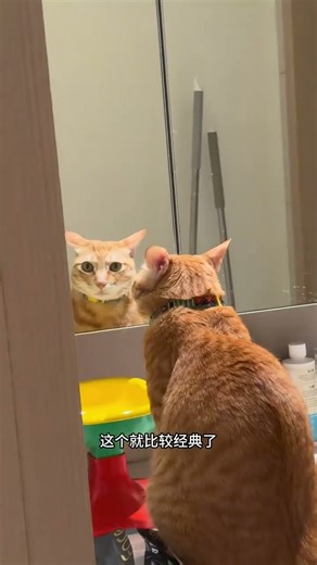 Cat Emoticon Prize Prize Submit your cat’s emoticon quickly. The daily life of Big and Little Ki