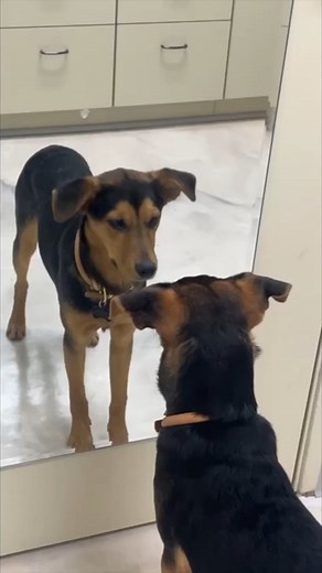 An adorable puppy was perplexed when he saw his reflection in the mirror for the first time. 🐶🥴 | New York Post