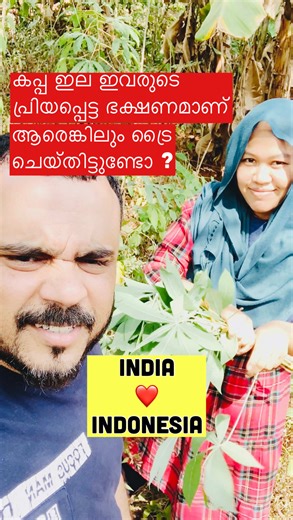 Exploring the Benefits of Eating Tapioca Leaf