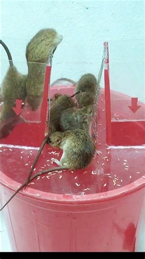 This mouse trap catches and releases safely #mousetrap #mouse