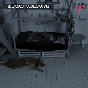124K views · 249 reactions | Dog steps in to ensure its young master's peaceful sleep | Tips & Tricks | Facebook