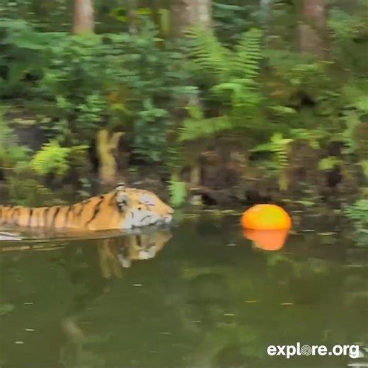 52K views · 1.3K reactions | Happy Halloween, explorers!  | explore.org | Facebook