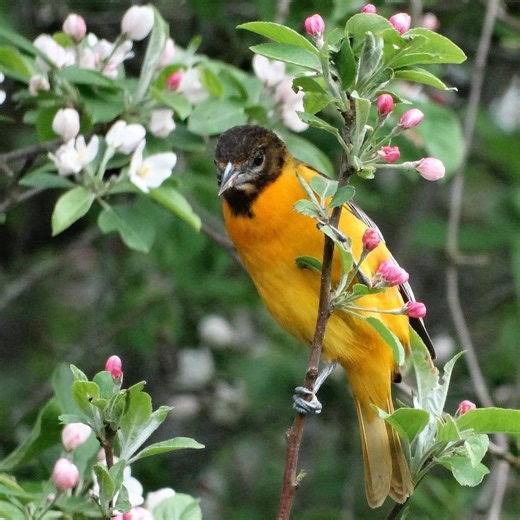 Why you should plant a crabapple tree