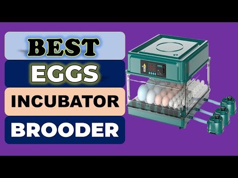 Top 5 Best Eggs Incubator Brooder in 2026 | From Aliexpress
