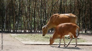Banteng mother cow (bos javanicus) with calf grazing in zoo enclosure, slight camera movement