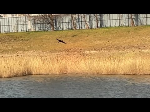 2026年2月23日 great cormorant flying