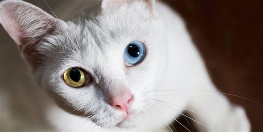 25 Unique Cat Breeds That You've Probably Never Seen
