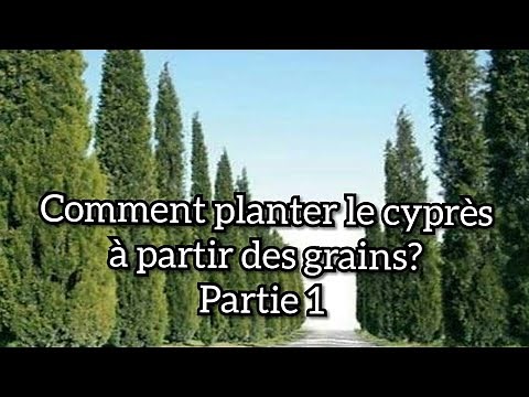 Comment planter le cyprès à partir des grains? Partie 1