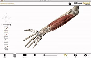 Wrist joint movements - 3D anatomy tutorial on Make a GIF