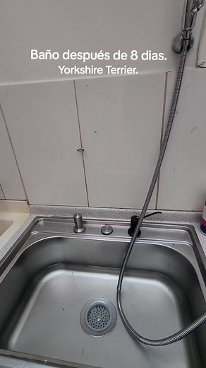 DOLL_HOUSE_YORKIE on TikTok