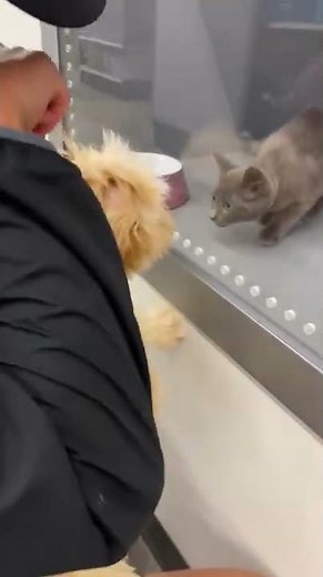Cat Fails at Smacking Dog From Behind Glass Door - 1359255