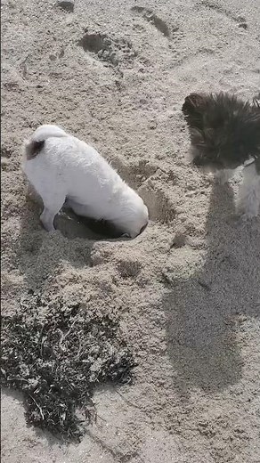 Phillies land All-Star closer Jhoan Duran ahead of MLB trade deadline 👀🔥 #JhoanDuran