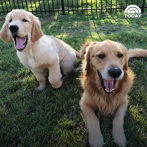 499K views · 5.7K reactions | See the sweet moment a new puppy meets his new big brother! | Today Show | Facebook