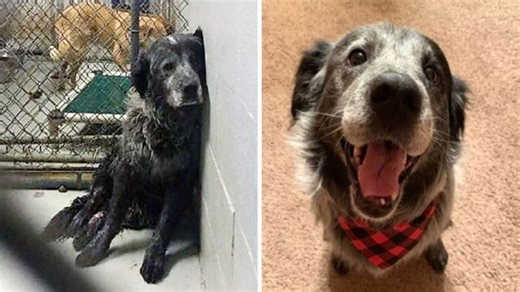 Abandoned And Broken Shelter Dog Can’t Stop Smiling When He Realizes He’s Found A Forever Home