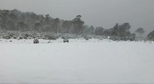 Snow falls across parts of Tasmania