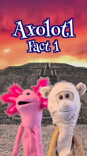 Axolotl Fact 1 - Named After an AZTEC GOD?! ⚡🐸