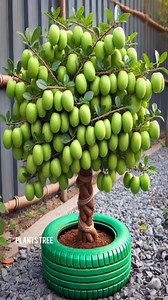 Jujube Grafting Secrets to MAXIMIZE Your Harvest! #farming #shorts #satisfying #jujube #gardening #bhfyp #nutrition #fruitlover #fruits #fitness #fruitgarden #shortsfeed #instagram #tree #fruittree #fruittrees #grafting #reelsvideo #shortsreels #shortsviral #garden #shortsvideo #satisfying #fruit #shots #reelsfb #fruitsalad #freshfruit #agriculture #trees | Plants Tree
