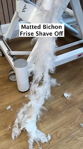 Doggy Daily Episode 529: Edith the Bichon Frisé 🐾 • • • • • • #bichonfrise #bichon #matteddog #matting #doggrooming #dogshaveoff #grooming | Doggy Styling