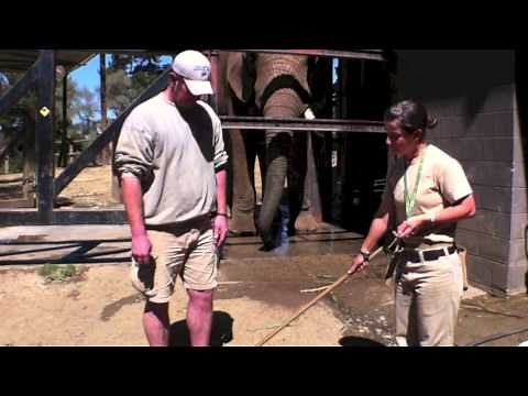Oakland Zoo Elephant Training
