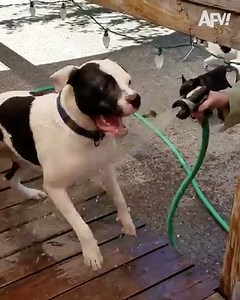 172K views · 2K reactions | Don't forget to water the dog  | America's Funniest Home Videos | Facebook