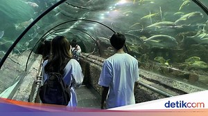 Sea World Ancol, Eksplorasi Dunia Bawah Laut di Jakarta