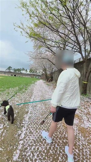 올해 마지막 벚꽃길 걸으며 🌸 #블랙푸들 #푸들 #강아지일상 #벚꽃엔딩 #꽃길만걷자 #쇼츠 #shorts #poodle #puppy