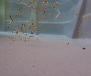 Dodge, duck, dip, dive, and dodge! 🦆 Diving Goldeneye Ducklings at our Center for Wild Bird Rehabilitation and Ambassador Care ✨ | Vermont Institute of Natural Science (VINS)