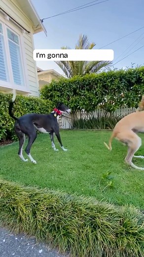 13K views · 358 reactions | Well, we’ve all been here before! “You’re it!” “No, you’re it!” It's not a game of tag until someone ends up lying in the grass like a dramatic noodle!  Tag someone who needs a little sibling love and silliness in their day  #SiblingLove #TagYoureIt #GreyhoundZoomies #GAPVic #GreyhoundLife | Greyhound Adoption Program VIC | Facebook