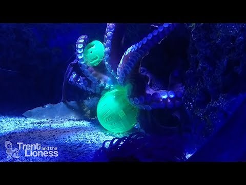 Octopus plays with his ball