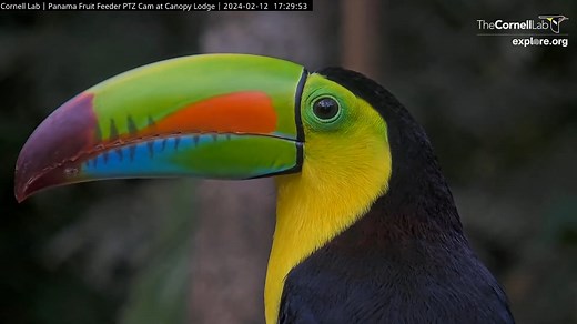 If you love toucans, the Panama Fruit Feeder Cam is the place for you! This stunning Keel-billed Toucan perched on the side of the platform and offered delightful opportunities for up-close views at its astonishing bill. Catch one LIVE at AllAboutBirds.org/PanamaFeeders | Bird Cams