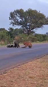 Porcupine Parents Protect Babies from Leopard A family of porcupines fighting a leopard in an attempt to save their two young. Who will emerge victorious? Mfundo Nyambi | Latest Sightings - Kruger