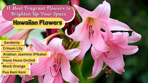 Top 11 sweet smelling flowers for tropical landscaping