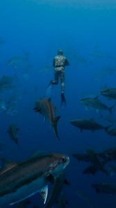 9.2K views · 177 reactions | GIANT Amberjack vortex! Freediving in the Azores! | David Ochoa | Facebook