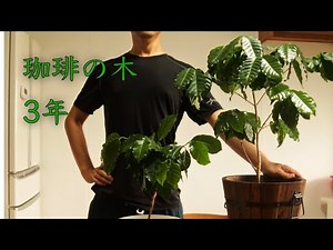 コーヒーの木を育てて3年。植え替えて大きくなりました。コーヒーYouTuber