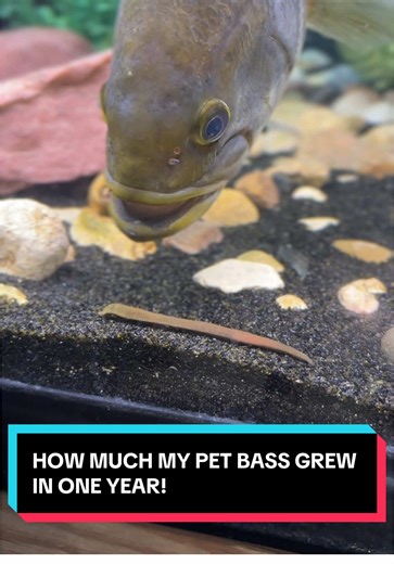 HOW MUCH MY PET BASS GREW IN ONE YEAR 😱 #gusthebass #petbass | Pet Bass