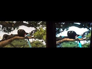 Bolt (2008) Bolt and Mittens get captured Widescreen vs. Full Screen.