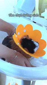 Baby pet babay love 😀😘 #pet #cute #guineapig #petlover #PetTraining #cuteguineapig | CaCopetshop