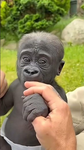 Unexpected Animal transformation #animals