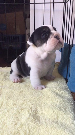 Hangry Puppy: Cute and Angry Bulldog