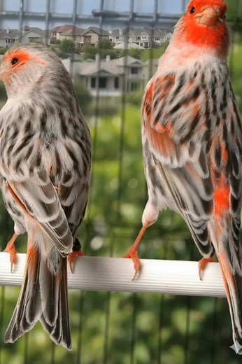 121K views · 3.2K reactions | Double the stunning patterns on these beautiful Red Canaries! ✨ ​#RedCanary #CanaryBird #ExoticBird #BirdLovers #FeatherBeauty #TropicalBird #WildlifeColors #CanaryVibes #NatureLover #BirdPhotography #PetBird #ColorfulFeathers #RedAndGray #PeacefulMoments | Ranger Canary | Facebook