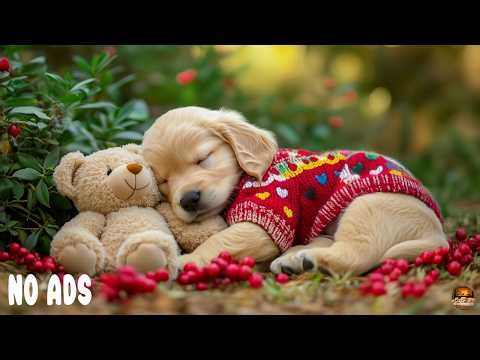 The Best 12 HOURS of Dog Separation Anxiety Music 🐶 Relaxing Music & Deep Sleep for Home Alone Dogs