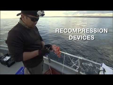 Recompression Devices: Helping Anglers Fish Smarter